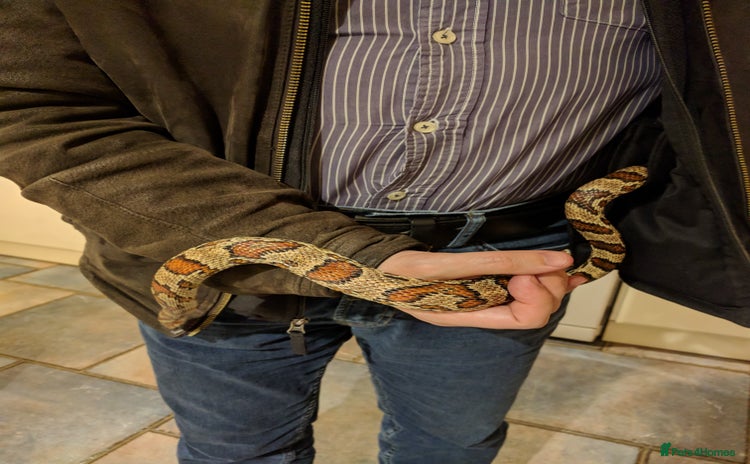 Corn Snake reptiles Jungle corn snake + vivarium + cupboard - Advert 1