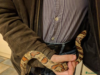 Corn Snake reptiles Jungle corn snake + vivarium + cupboard - Advert 8