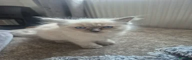 Ragdoll 4