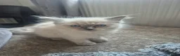 Ragdoll cats for sale: Pure Ragdoll KIttens - Advert 20