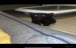 Mixed Breed cats for sale: Half British Blue Kittens  - Image 8