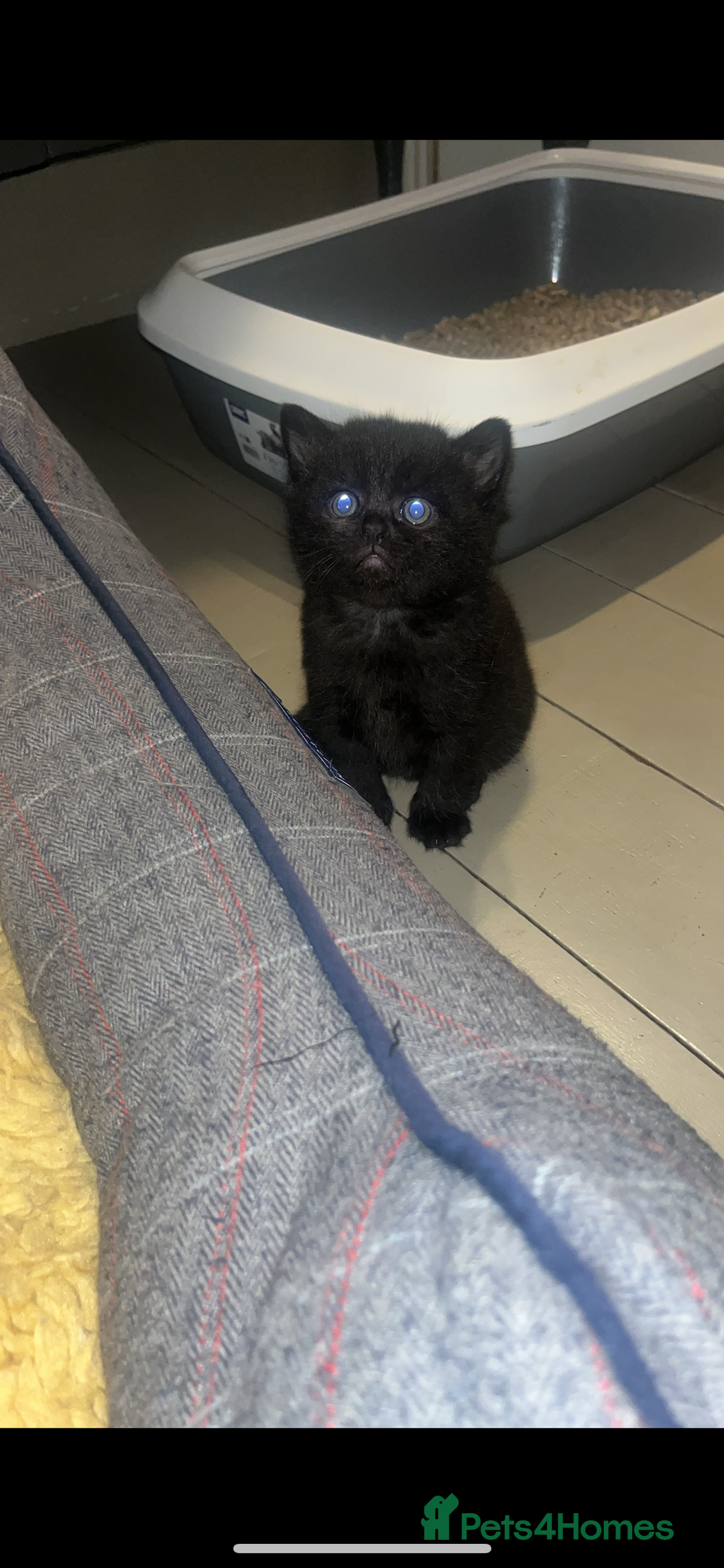 Mixed Breed cats for sale: Half British Blue Kittens  - Image 8