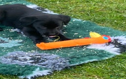 Labrador Retriever dogs for sale: Yellow and black Labrador puppies in Whitchurch - Image 20