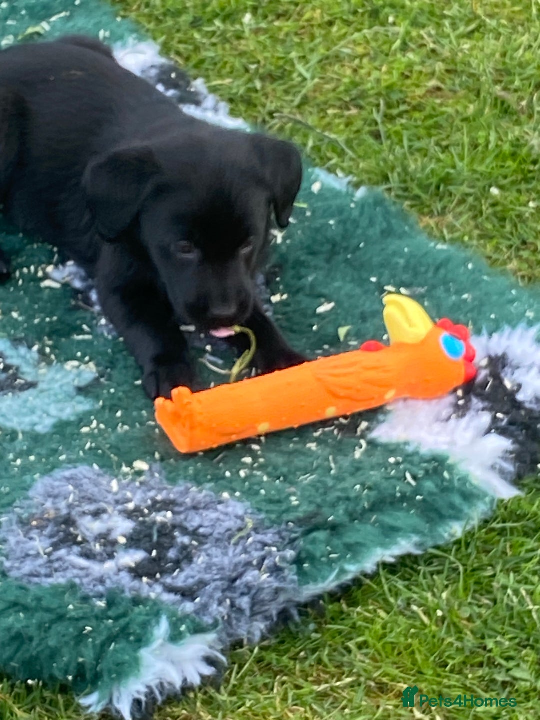 Labrador Retriever dogs for sale: Yellow and black Labrador puppies in Whitchurch - Image 20
