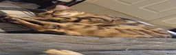 Bengal cats for sale: 🐈TICA Registered Bengal – Champion Bloodline - Advert 2