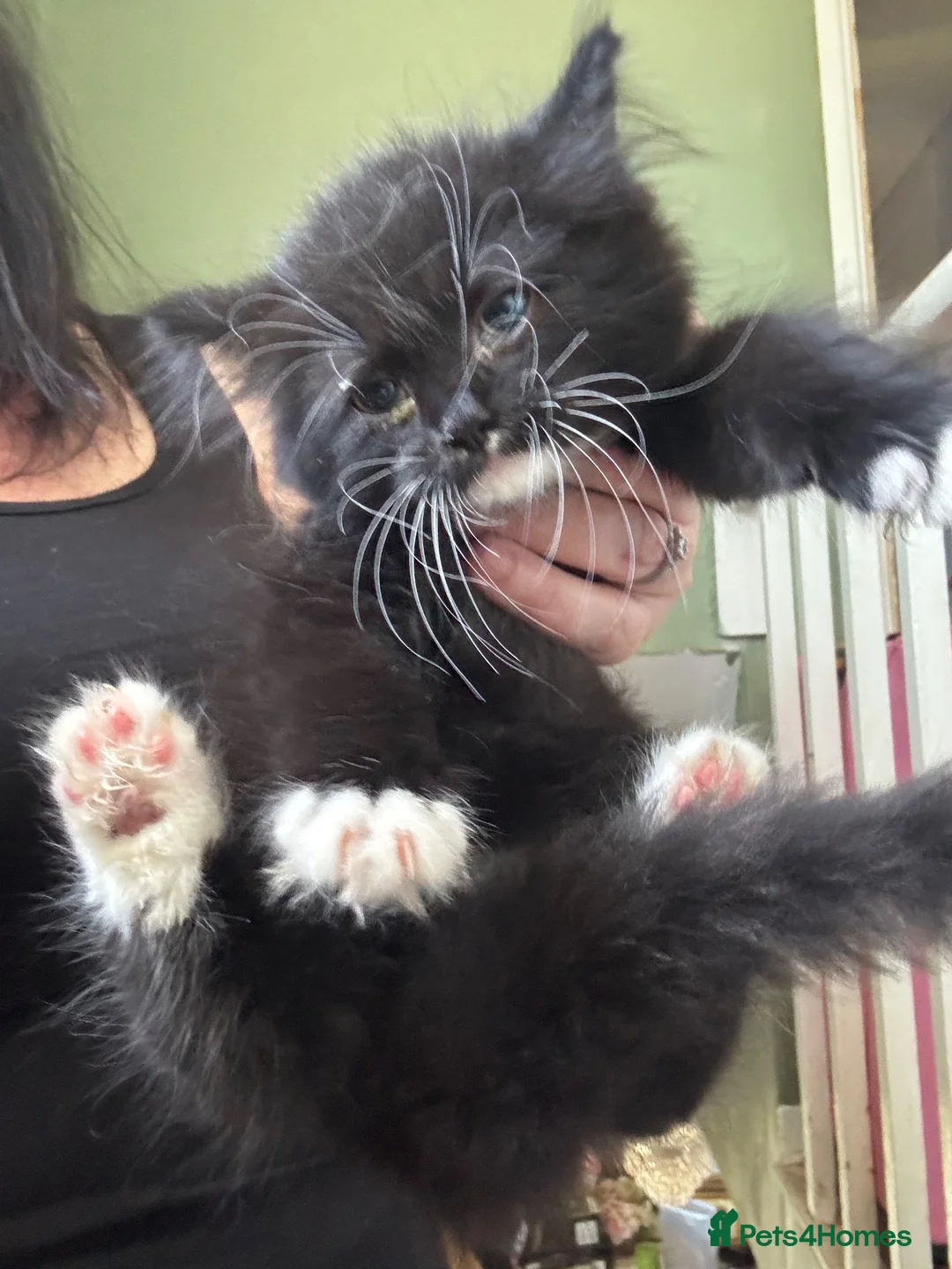 Mixed Breed cats for sale: Ragdoll xbritish blue x siamese x - Advert 11