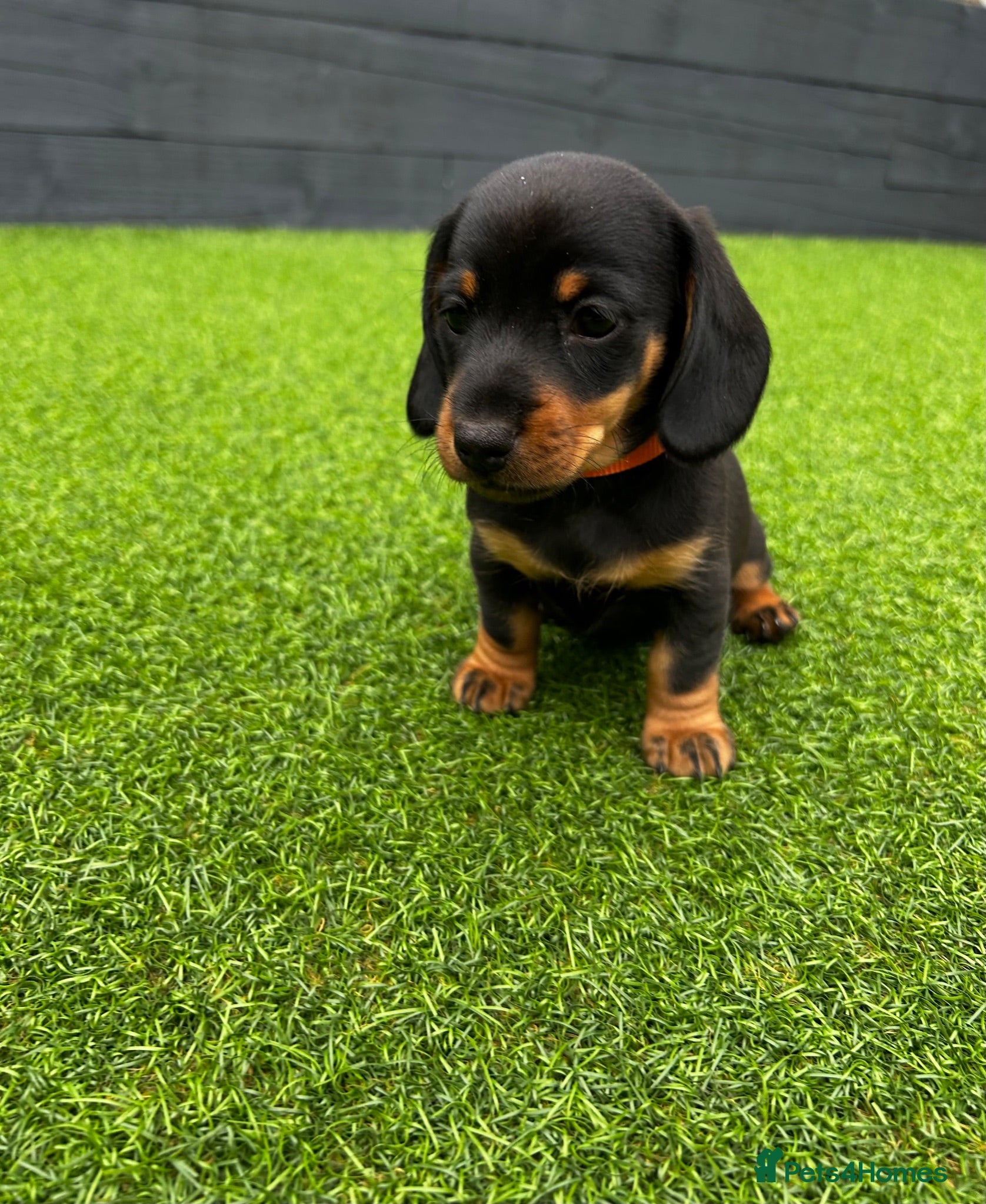 Miniature Dachshund dogs Miniature dachshund puppies (only girls left) 🩷 - Advert 14