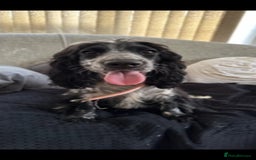Cocker Spaniel dogs for sale: 2 YEAR OLD KC REG SHOW-COCKER SPANIAL BITCH  - Image 4