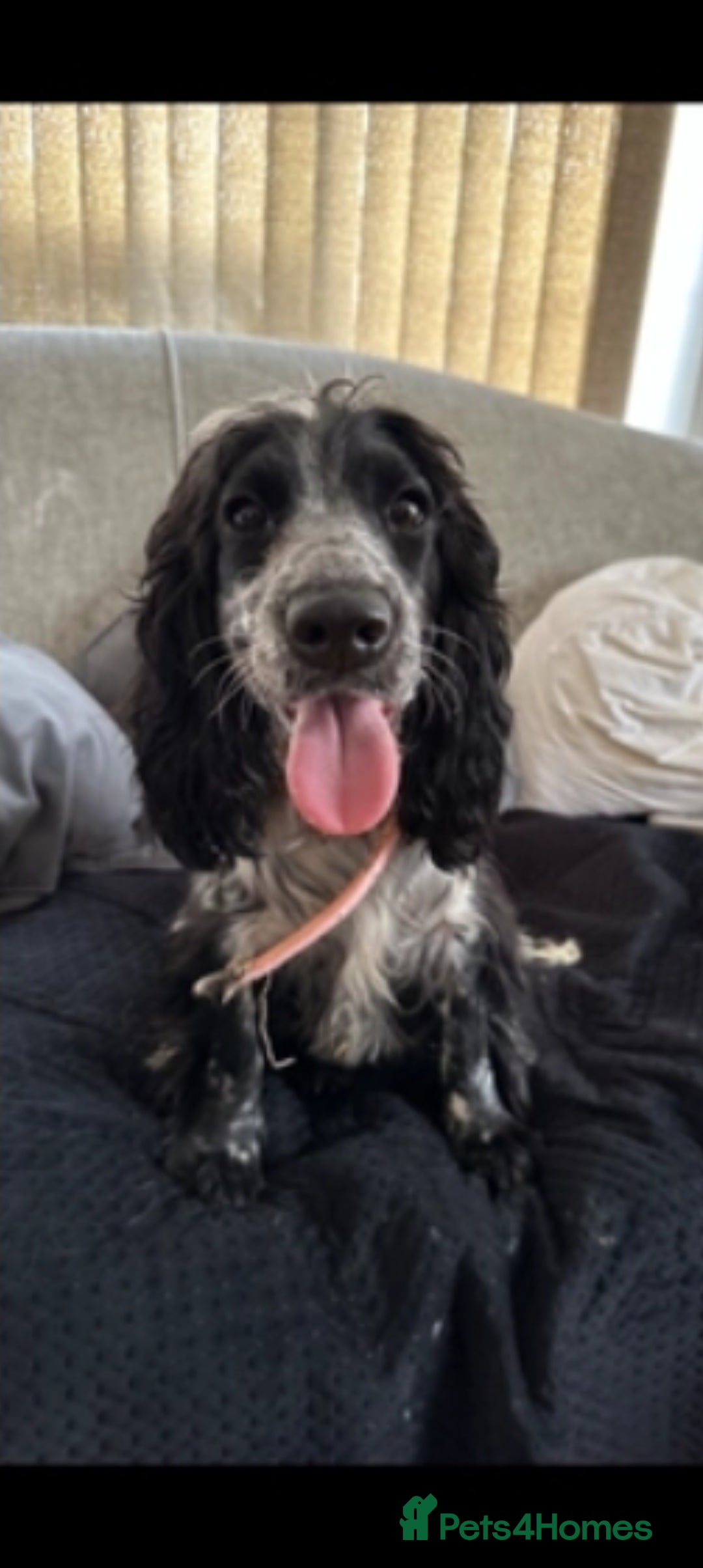 Cocker Spaniel dogs for sale: 2 YEAR OLD KC REG SHOW-COCKER SPANIAL BITCH  - Image 4