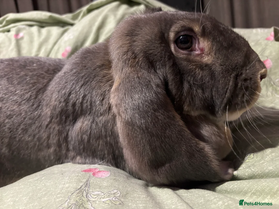English Lop rabbits for sale: Female English lops  - Advert 4