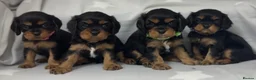 Cavalier King Charles Spaniel dogs for sale: BEAUTIFUL KING CHARLES CAVALIER PUPPYS - Advert 1