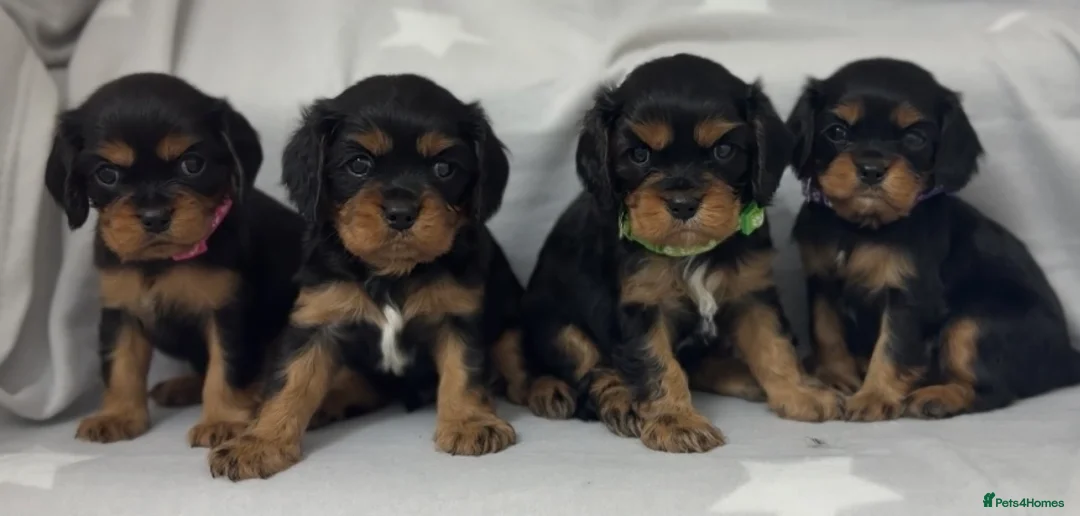 Cavalier King Charles Spaniel dogs for sale: BEAUTIFUL KING CHARLES CAVALIER PUPPYS - Advert 1