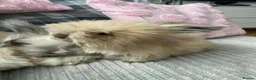 Angora rabbits for sale: English Full Face Angora Kits - Advert 10