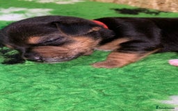 Jack Russell dogs for sale: Jack Russell Puppies  - Image 4