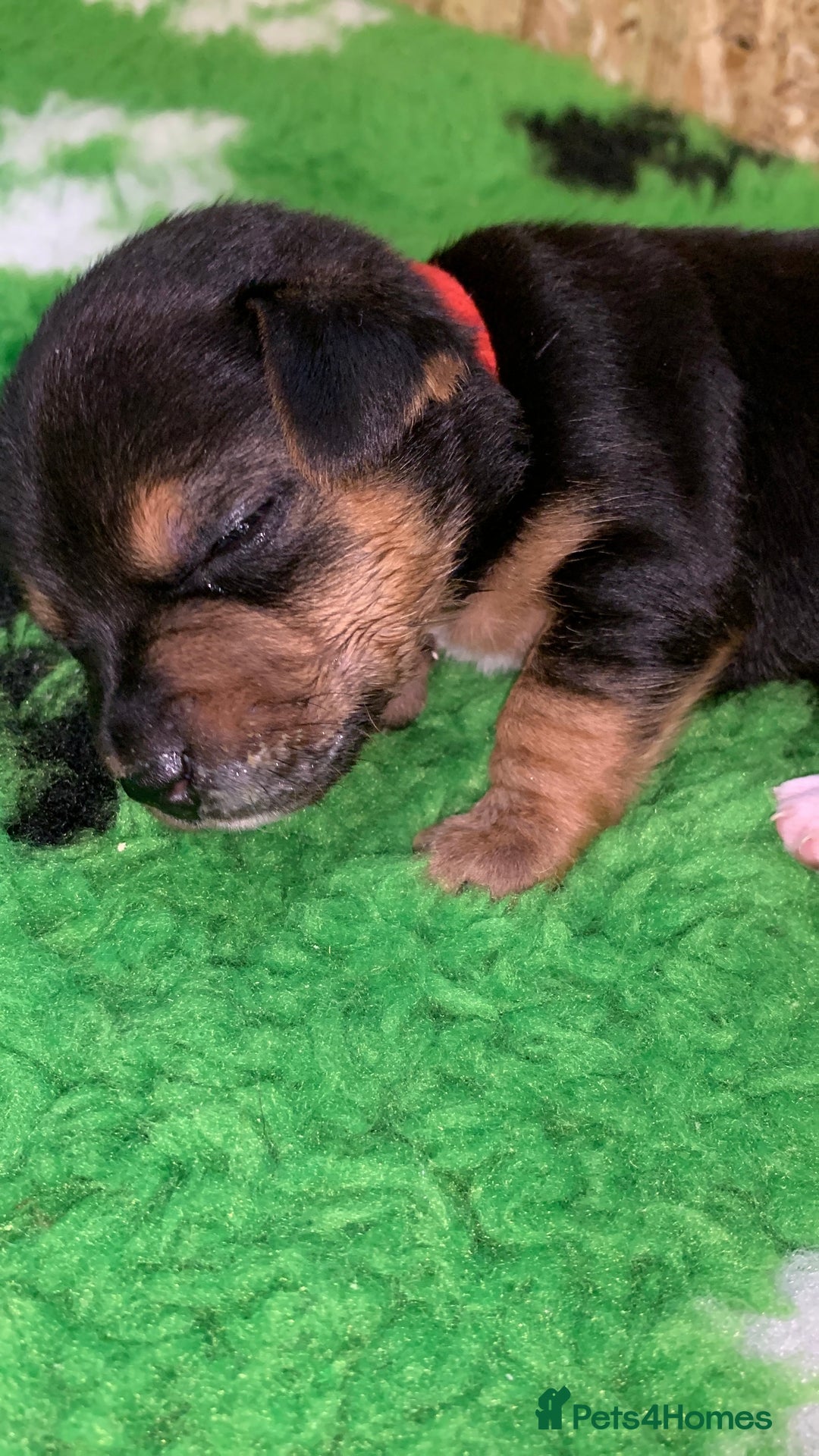 Jack Russell dogs for sale: Jack Russell Puppies  - Image 4