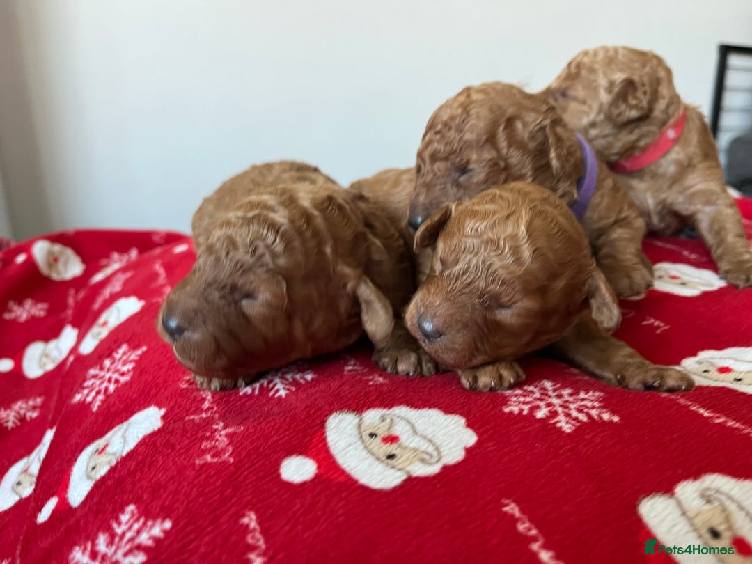 Toy Poodle dogs for sale: ***Stunning fox red Toy Poodle puppies*** - Advert 4