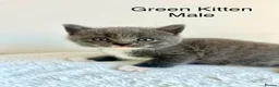 British Shorthair cats for sale: British Shorthair Cross Kittens  - Advert 8