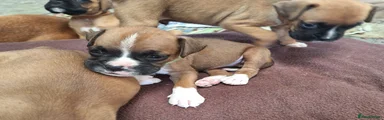 Boxer 1