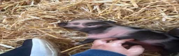 Pig livestock for sale: Miniature piglets-sandy & black/black spot - Advert 5
