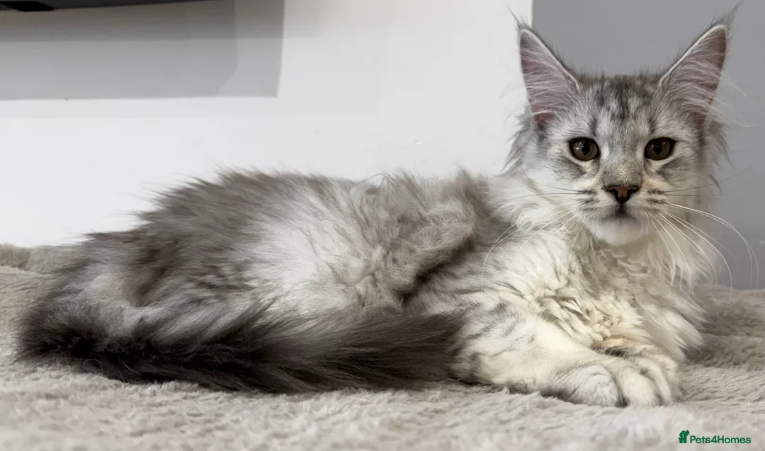 Maine Coon cats for sale: Stunning Black Silver Shaded Maine Coon Kittens - Advert 8