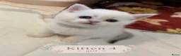 Scottish Fold cats for sale: BEAUTIFUL WHITE SCOTTISH FOLDS in Grays - Advert 7