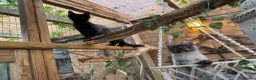 Maine Coon cats for sale: Exceptional pedigree MaineCoons - Phantom & Sprite - Advert 14