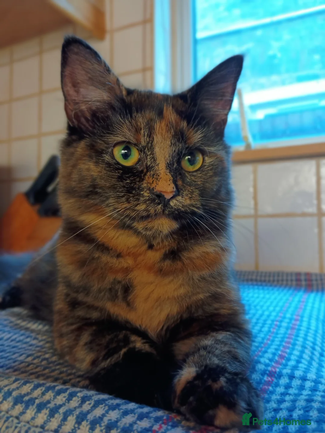 Mixed Breed cats for sale: Urgent rehoming of mum and kittens - Advert 2