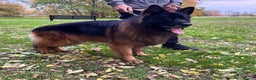 German Shepherd dogs for stud: BIG BONDED LONG HAIRED GERMAN SHEPHERD STUD - Advert 8