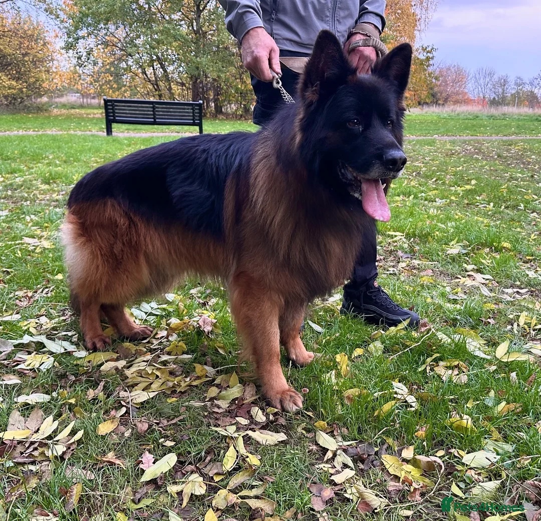 German Shepherd dogs for stud: BIG BONDED LONG HAIRED GERMAN SHEPHERD STUD - Advert 8