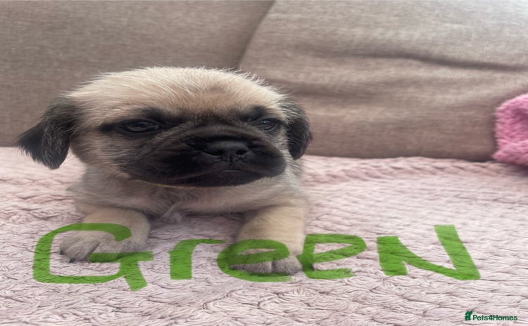 Mixed Breed dogs - Advert 16