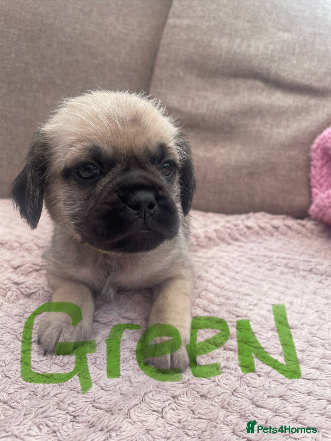 Mixed Breed dogs for sale: PUGAPOO 3 LEFT READY NOW  - Image 2