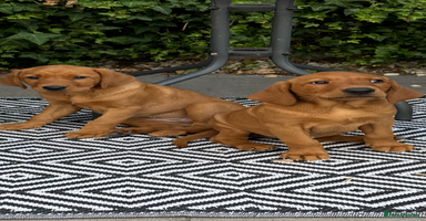 Labrador Retriever dogs - Advert 10