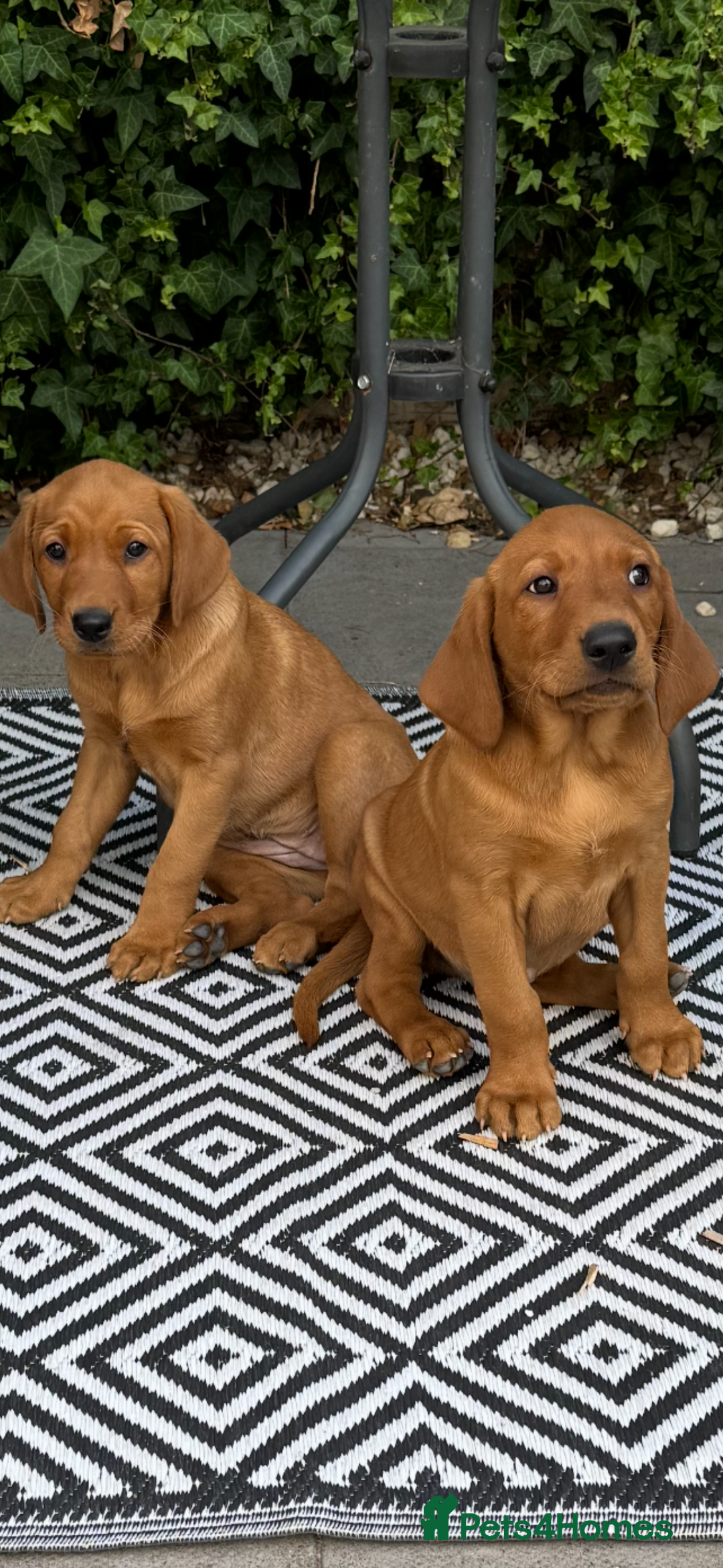 Labrador Retriever dogs for sale: Red Labrador puppies  - Image 3