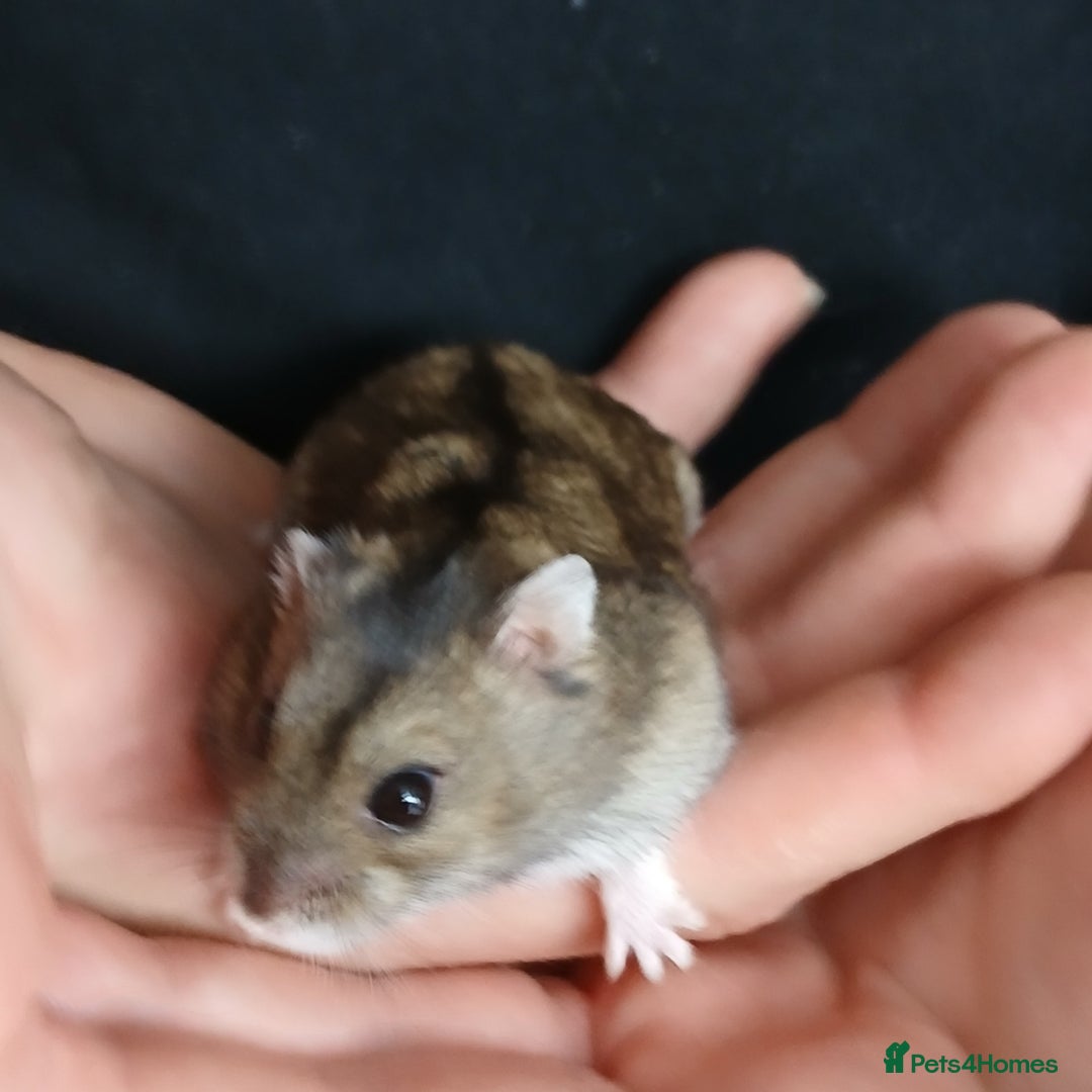 Hamster rodents for sale: Loving Female dwarf hamster 💗  - Image 7