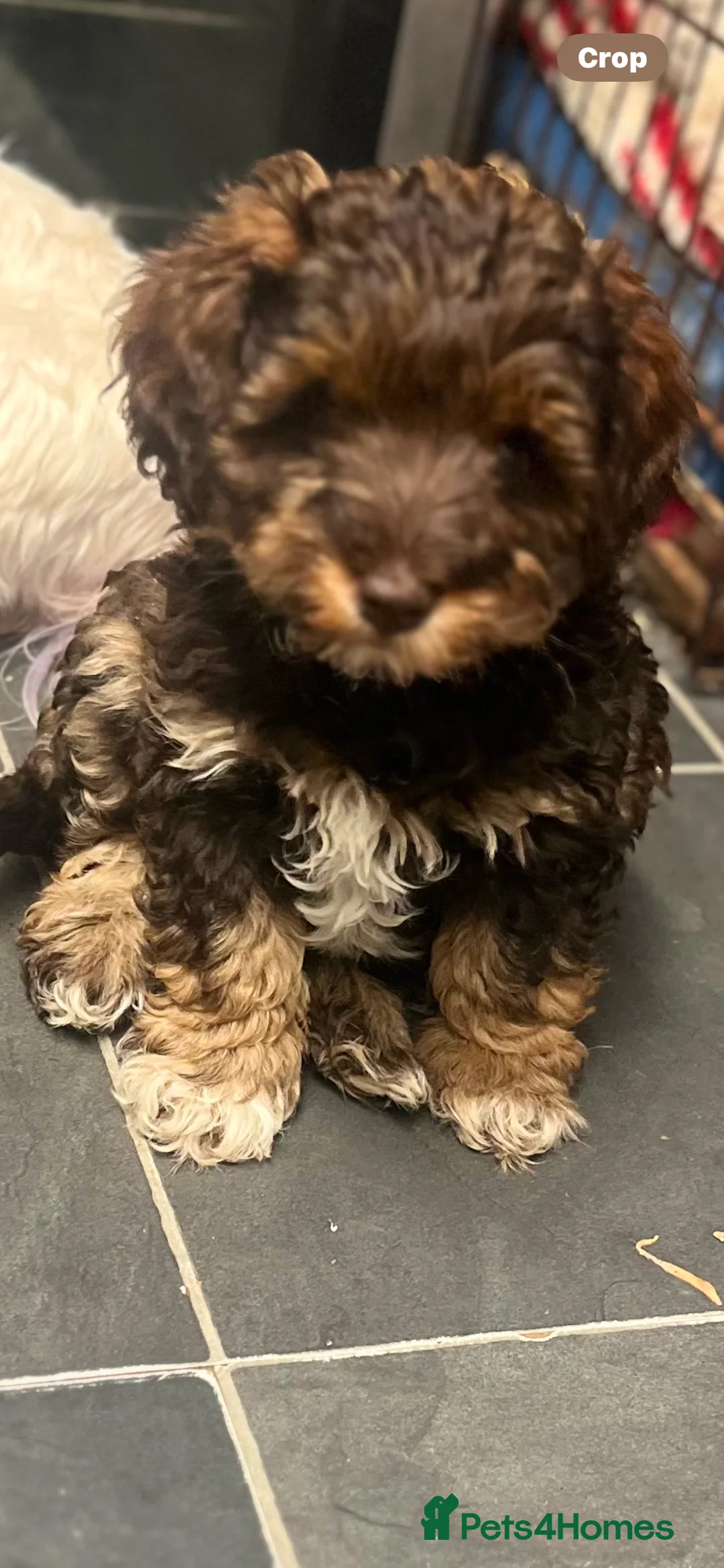 Toy Poodle dogs for stud: K.C Chocolate ToyPoodle at Stud in Coventry - Advert 33