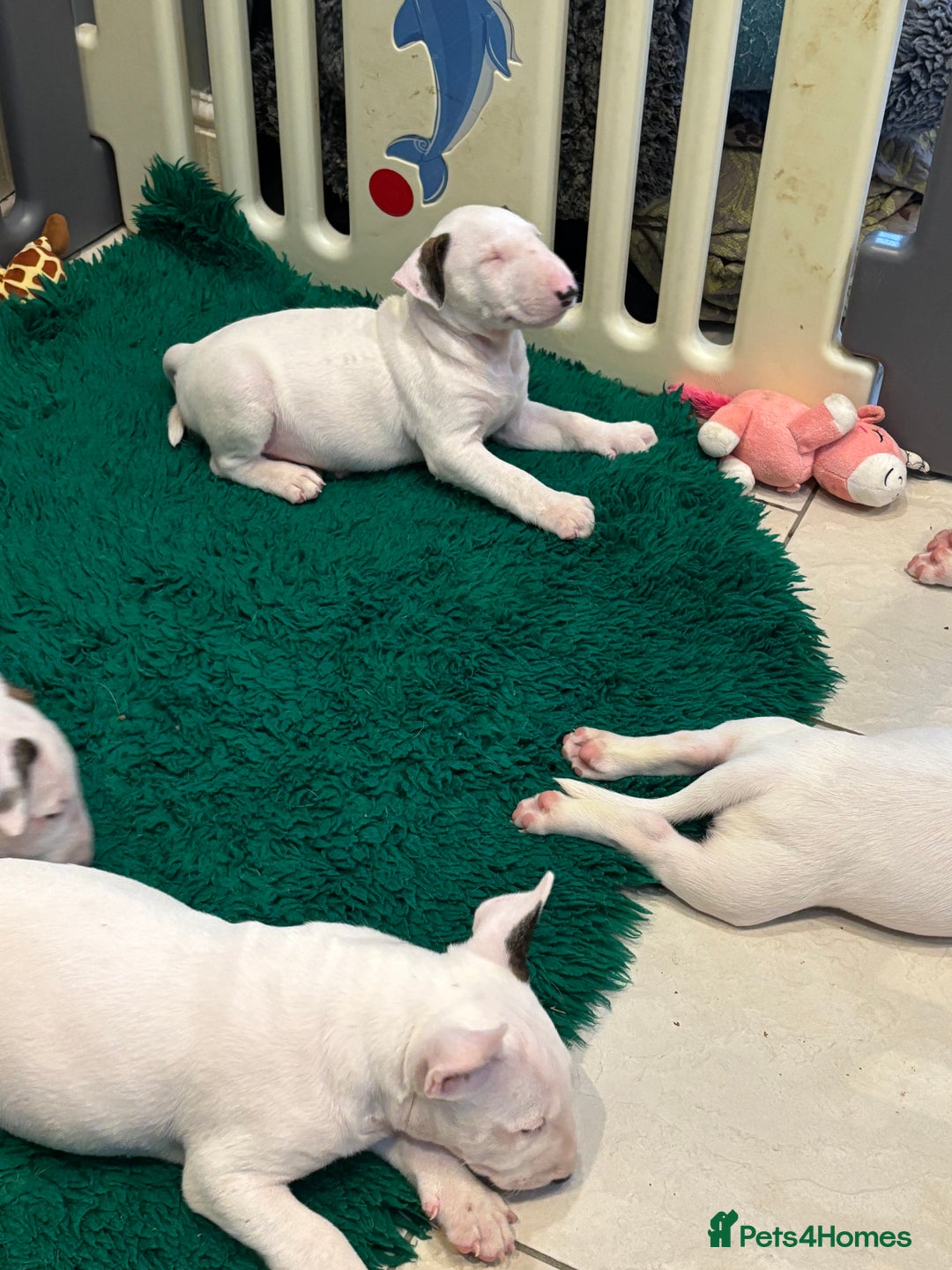 Bull Terrier dogs for sale: USA & UK Champion Bloodline English bull terriers  in Gateshead - Image 16