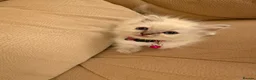 Ragdoll cats for sale: Purebred Ragdol Kitten - DNA Verified 100% - Advert 27