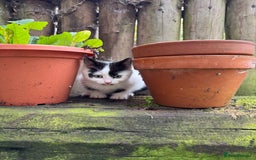 European cats for sale: Adorable Tuxedo Longhair Kittens  - Image 13