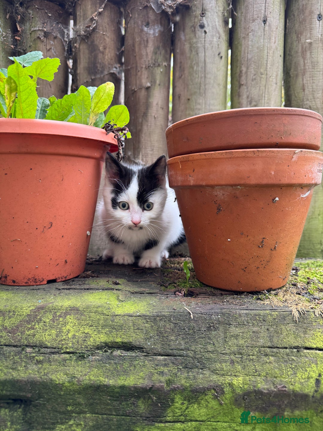 European cats for sale: Adorable Tuxedo Longhair Kittens  - Image 13