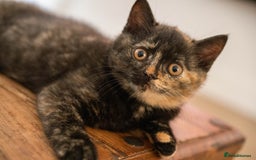 British Shorthair cats for sale: Ready this weekend, super cute BSH kittens - Image 4