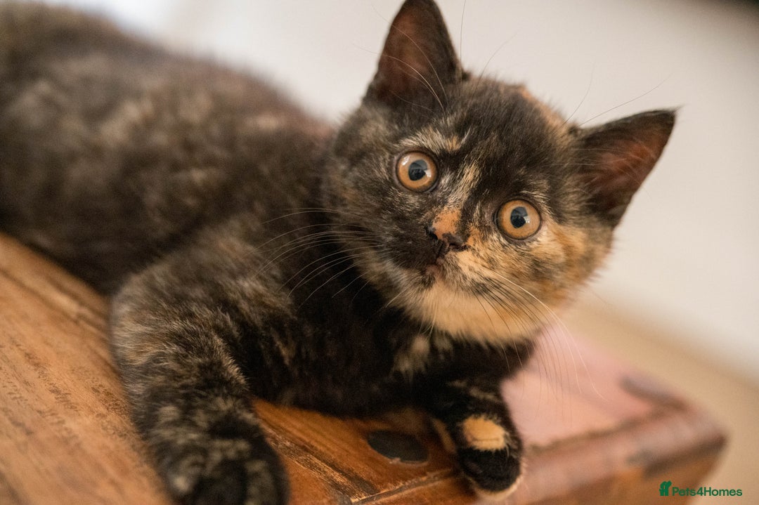 British Shorthair cats for sale: Ready this weekend, super cute BSH kittens - Image 4