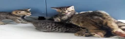 Mixed Breed cats for sale: Lovely kitten ready  for new home  - Advert 34