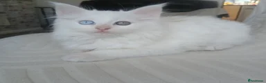 Mixed Breed Kitten 3