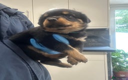 Rottweiler dogs for sale: Kc Registered Rottwiler Puppies  - Image 19