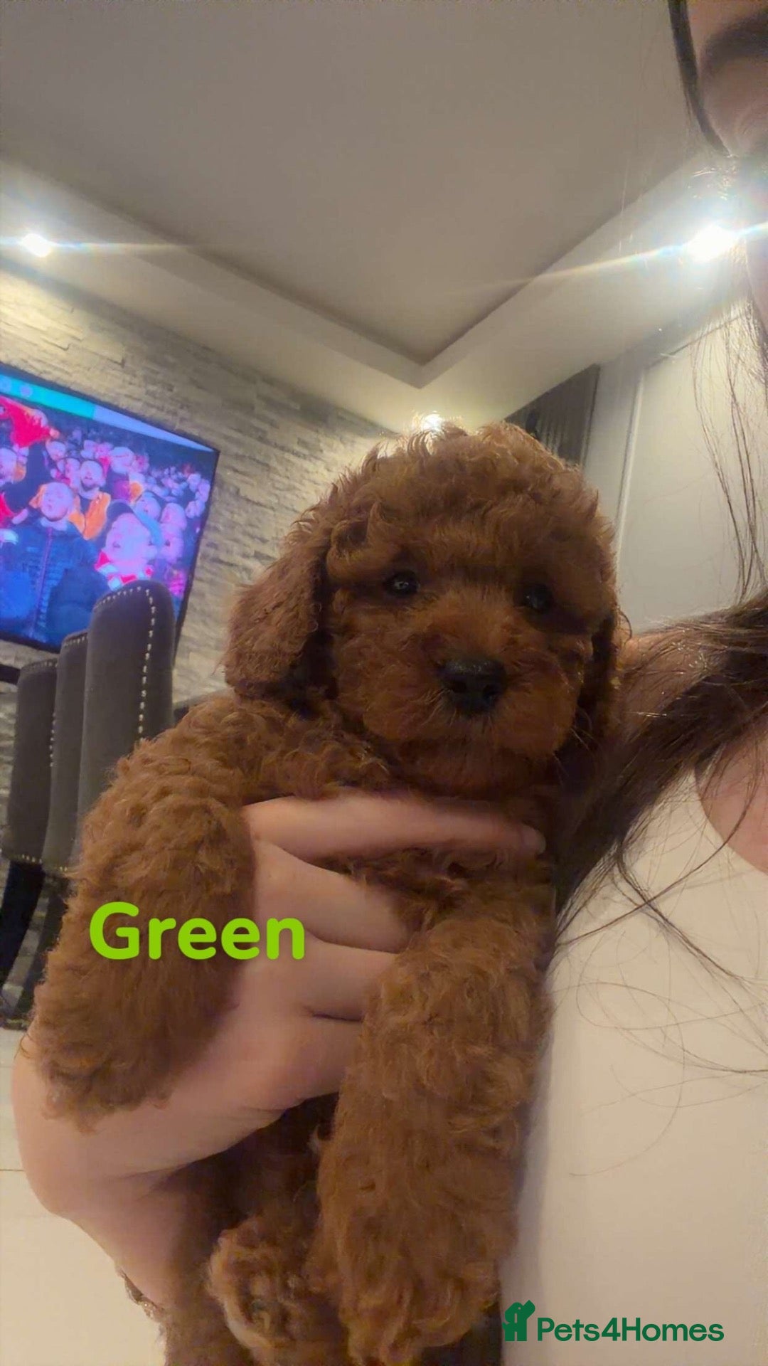 Cockapoo dogs for sale: LAST ONE- STUNNING RED COCKAPOO PUPPIES - Advert 1
