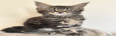 Maine Coon Kitten 3