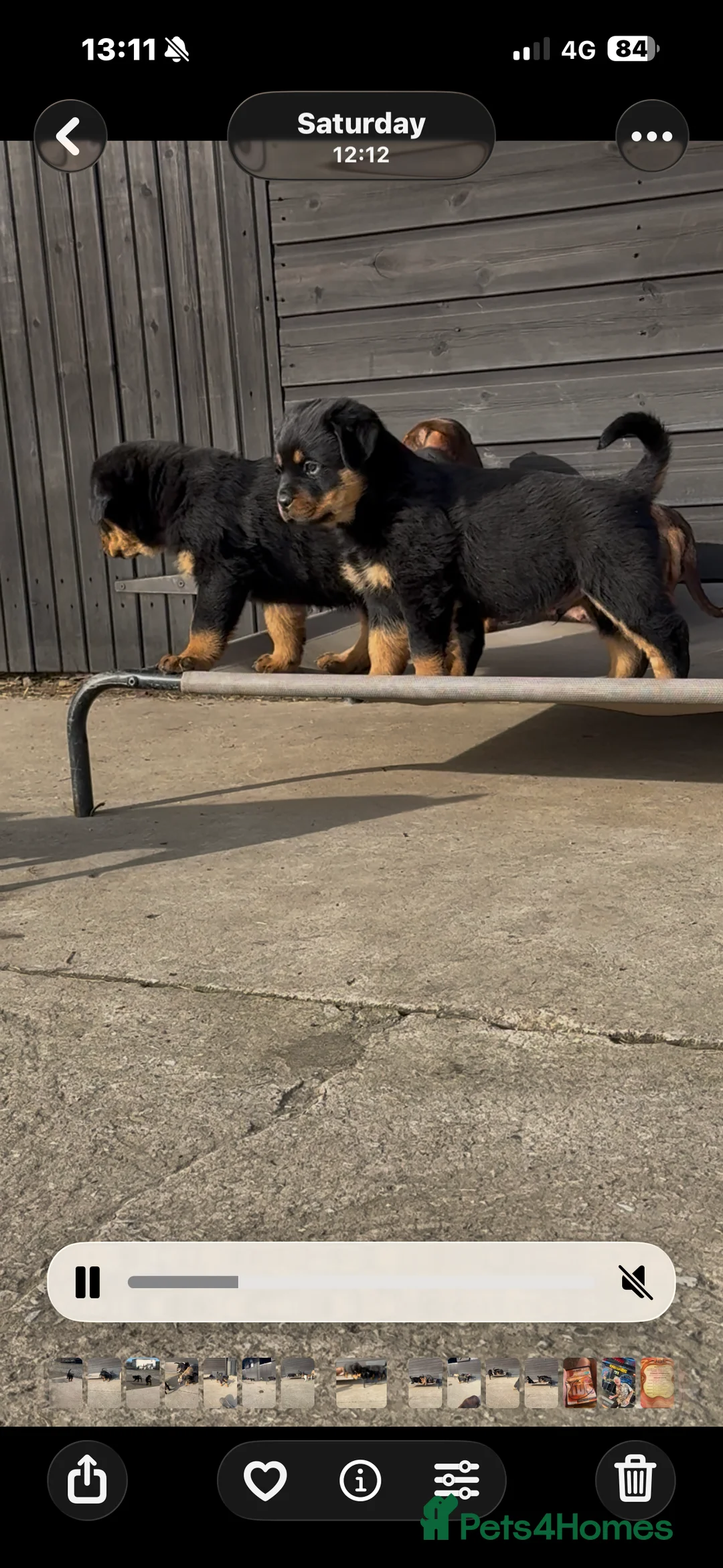 Rottweiler dogs for sale: Gorgeous Rottweiler puppies  - Advert 19