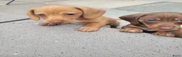 Miniature Dachshund dogs for sale: Beautiful Minature Dachsund's for sale - Advert 12