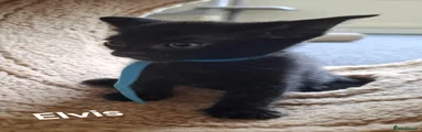 Elvis