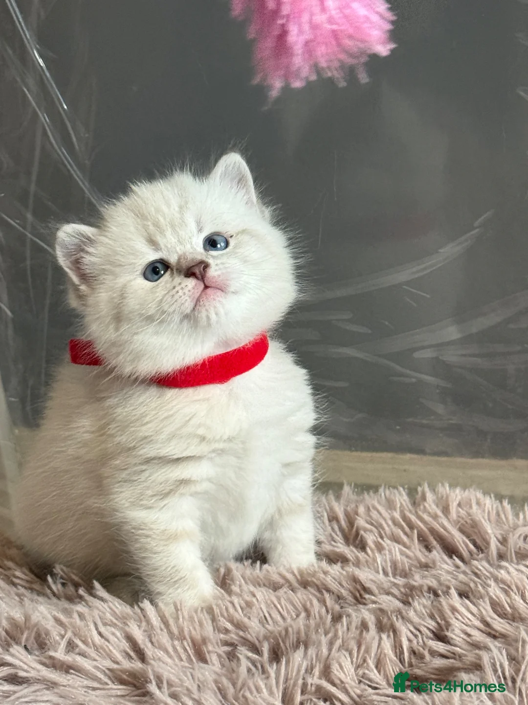 British Shorthair cats for sale: 4 stunning british short hair kittens  - Advert 1